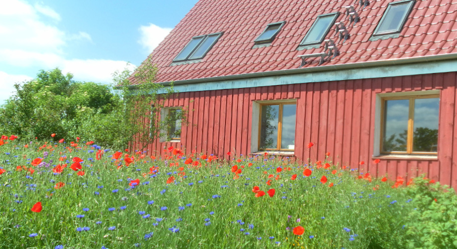 Grenz 24 Haus mit Blumenmwiese