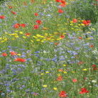 Blumenwiese in Grenz