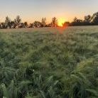 Landschaft und Pferde in Grenz