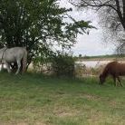 Landschaft und Pferde in Grenz