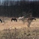 Landschaft und Pferde in Grenz