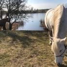 Landschaft und Pferde in Grenz