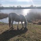 Landschaft und Pferd in Grenz